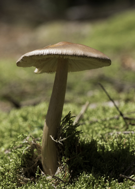 Tawny grisette fungi - it has a beige thin stem and darker brown parasol sitting on a mossy green floor.