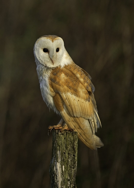 barn owl perched on post