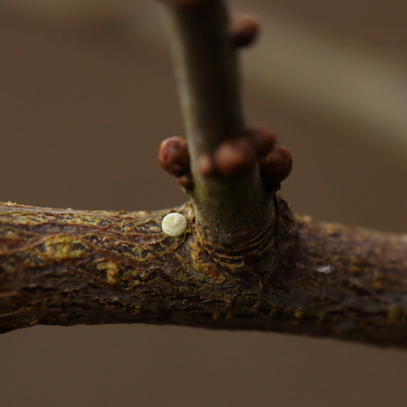 Brown hairstreak egg