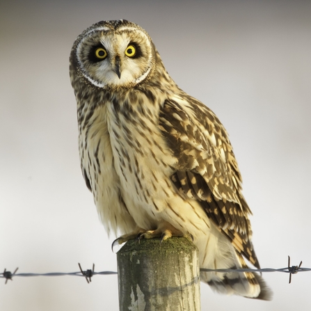 A short-eared owl perched on a fence post.