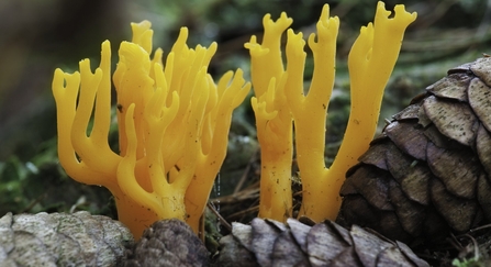 yellow stag horn fungi - yellow spikes sticking up vertically