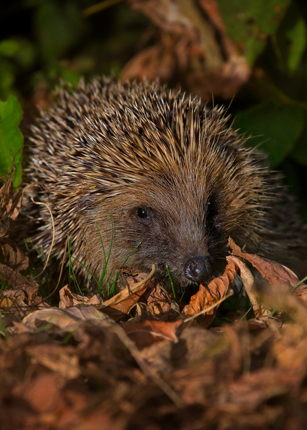 hedgehog in brown leaf litter at night time