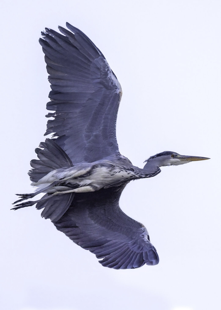 Grey heron in flight