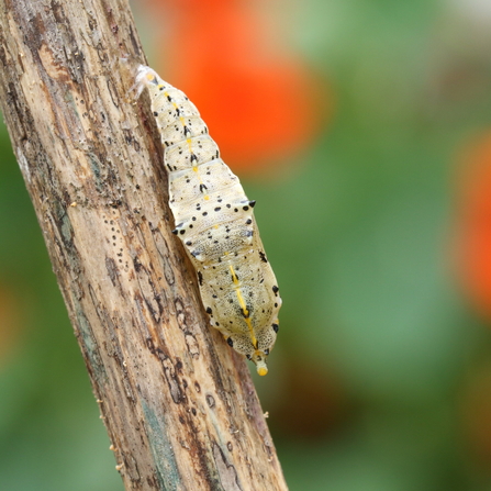 The pupa of a large white