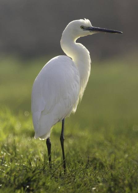 Little egret stood in a grassy field