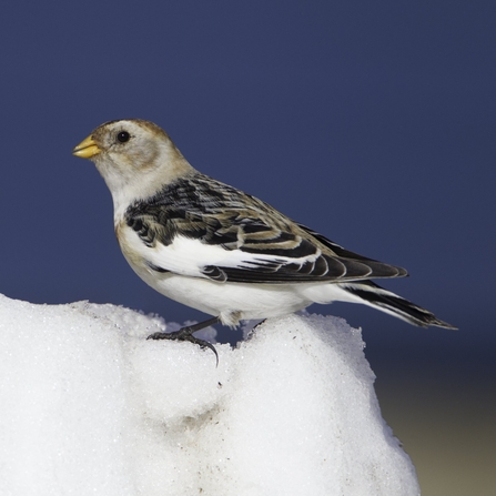 Snow bunting in winter plumage in snow