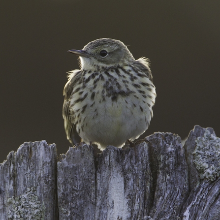 Meadow pipit perched on an old post,