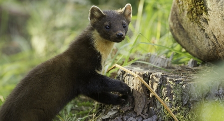 Image of a pine marten © Mark Hamblin/2020VISION