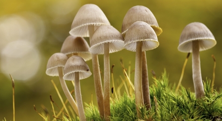 close up of a cluster of fungi on a grassy floor