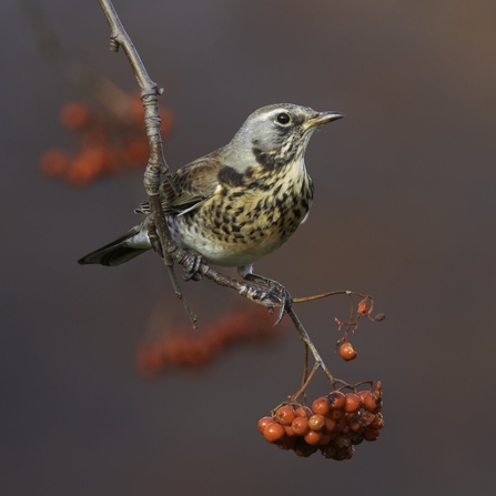 A fieldfare perched on branch with rowan berries