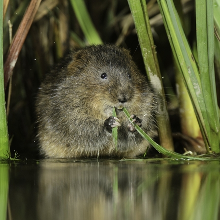 A water vole nibbling on a blade of grass
