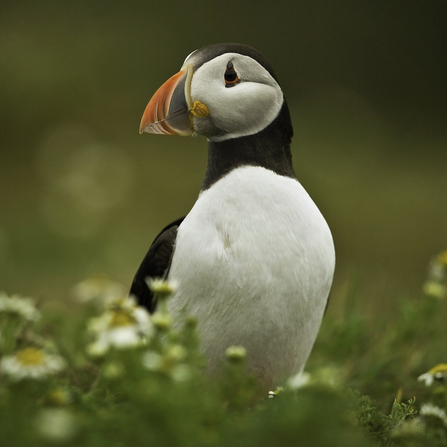 A puffin stands amogst oxeye daisys and long grass