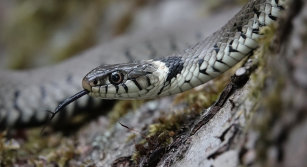 Grass snake © Russell Savory