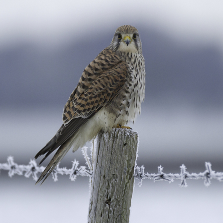 A kestrel perched on a fence post