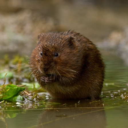 water vole eating something in its front paws on the water