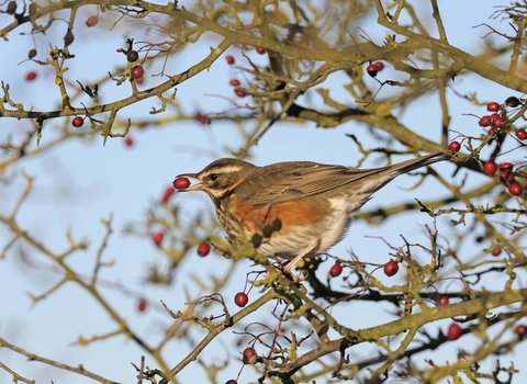 Redwing with hawthorn berry