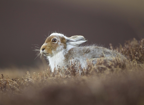 Mountain hare moulting