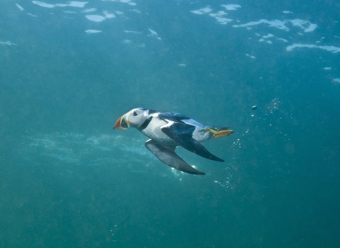 Puffin diving underwater