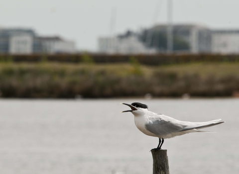 Sandwich Tern