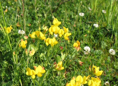 Common Bird's-foot-trefoil