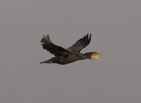 Cormorant