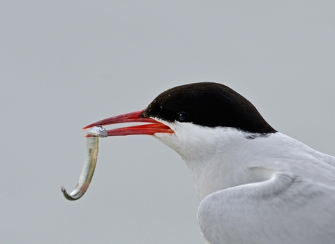 Arctic Tern