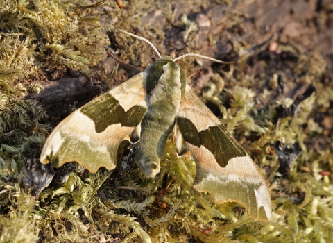 Lime Hawk-moth