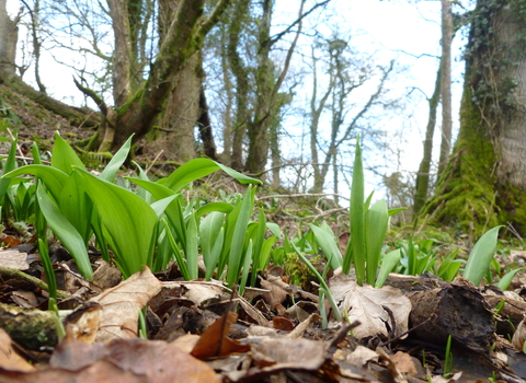 Ramsons