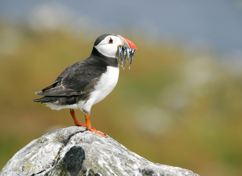 Puffin