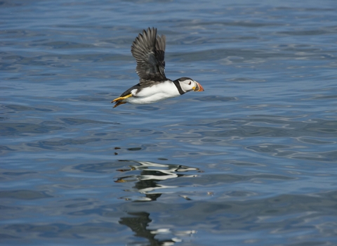 Puffin in flight