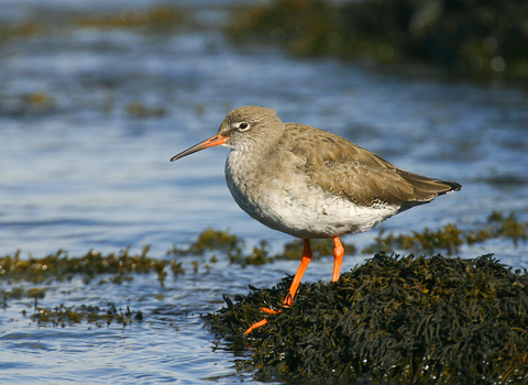 A redshank standing amongst seaweed on the edge of the water