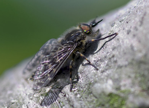 Notch-horned Cleg-fly