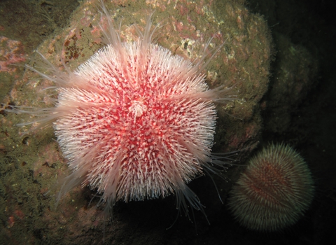 Edible sea urchin