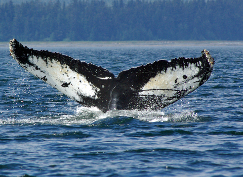 Humpback whale