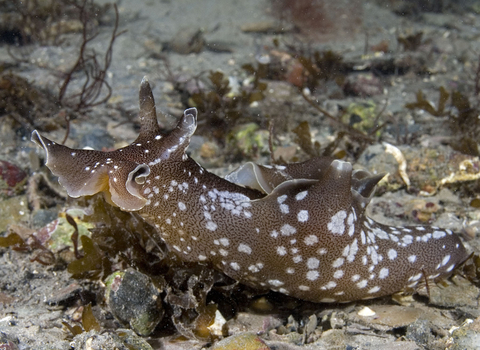 Sea hare