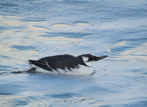 Guillemot (winter-plumage)