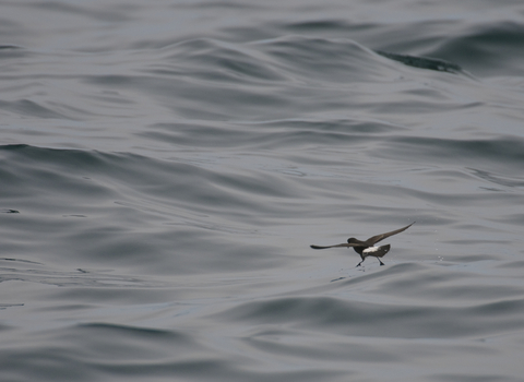 Storm petrel