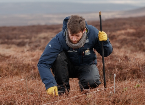 Peatland Restoration Officer planting sphagnum