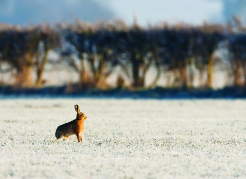 Hare in snow