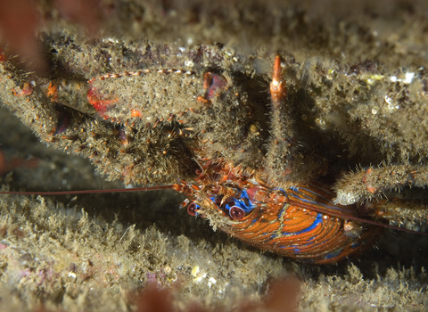 : Spiny squat lobster