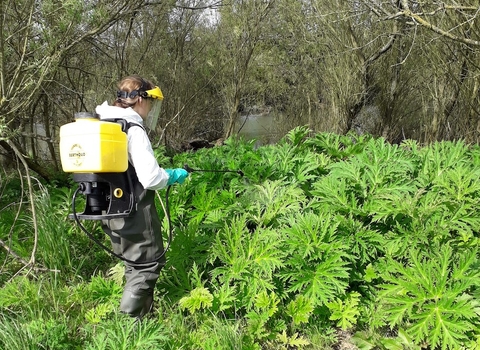 Treating giant hogweed Derwent