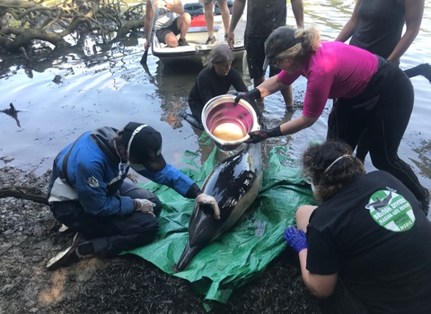 Rescuing a dolphin