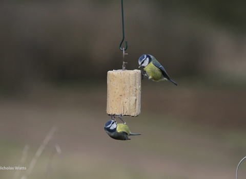 vines bird food