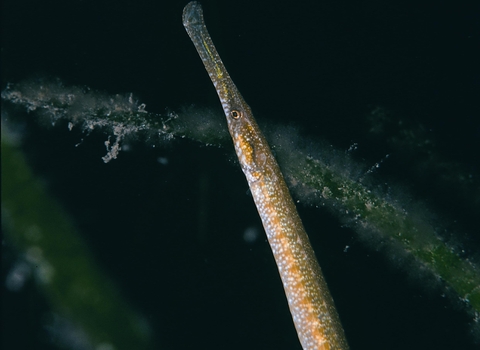 Deep-snouted pipefish