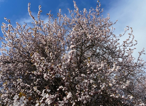 Blossom tree and blue sky