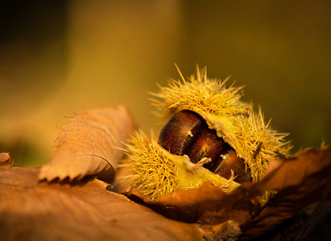 Sweet chestnut