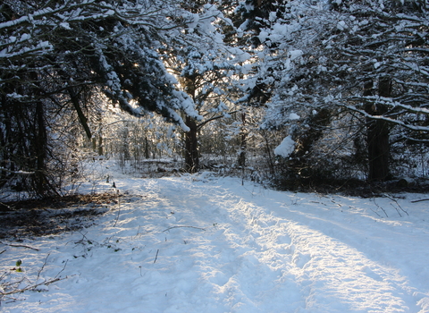 Potteric Carr in snow