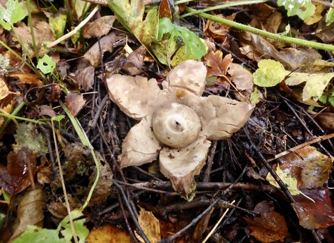 Fungus by Andrew Darnton