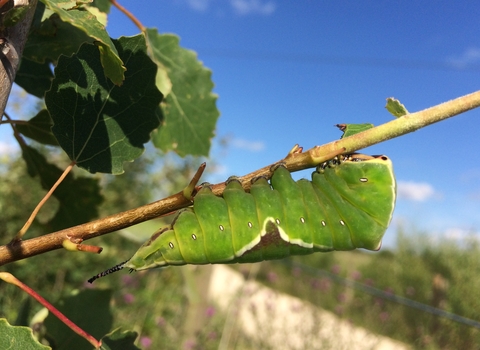 A fat, green puss moth caterpillar clings to a thin branch