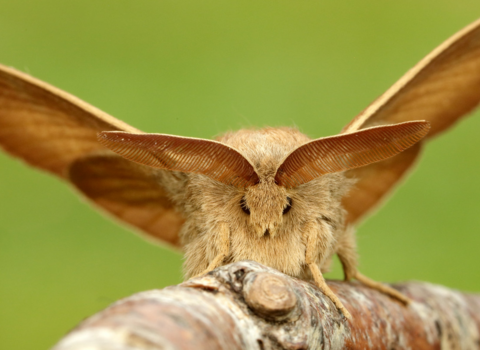 brown, red moth